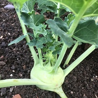 Kohl Rabi